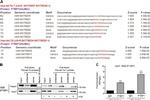 PTBP1 Antibody in Western Blot (WB)