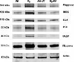 iNOS Antibody in Western Blot (WB)