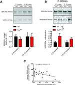 SERCA2 ATPase Antibody in Western Blot (WB)