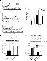 Cyclophilin 40 Antibody in Western Blot (WB)