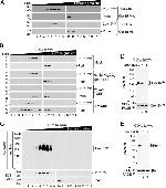 6x-His Tag Antibody in Western Blot (WB)