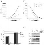 E2F1 Antibody in Western Blot (WB)