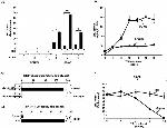 SLIT2 Antibody in ChIP Assay (ChIP)