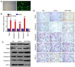 Caspase 8 Antibody in Immunohistochemistry (IHC)