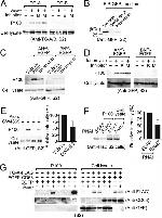 CD63 Antibody in Western Blot (WB)