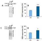 MPST Antibody in Western Blot (WB)