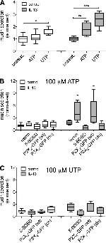 MUC5AC Antibody in ELISA (ELISA)