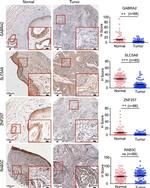 ZNF257 Antibody in Immunohistochemistry (IHC)