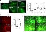 CD45 Antibody in Immunohistochemistry (IHC)