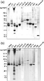 HSP90 alpha Antibody in Western Blot (WB)