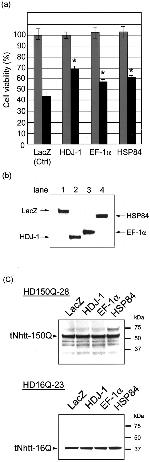 HSP90 beta Antibody in Western Blot (WB)