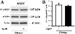 Phospho-nNOS (Ser1417) Antibody in Western Blot (WB)