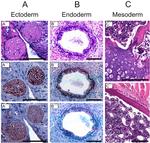 SSEA1 Antibody in Immunohistochemistry (IHC)