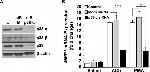 p38 MAPK beta Antibody in Western Blot (WB)