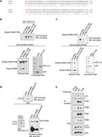 Prohibitin Antibody in Western Blot (WB)