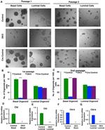 CD29 (Integrin beta 1) Antibody in Flow Cytometry (Flow)