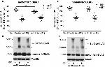 GluR2 Antibody in Western Blot (WB)