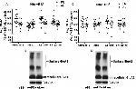 GluR2 Antibody in Western Blot (WB)