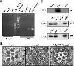 Opsin 4 Antibody in Immunomicroscopy (IM)