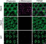 Opsin 4 Antibody in Immunocytochemistry (ICC/IF)