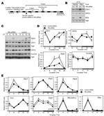 PER1 Antibody in Western Blot (WB)