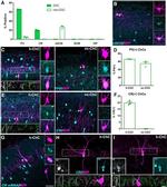 nNOS Antibody in Immunohistochemistry (IHC)