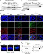 ZO-1 Antibody in Western Blot, Immunocytochemistry (WB, ICC/IF)