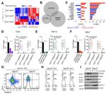 CD71 (Transferrin Receptor) Antibody in Flow Cytometry (Flow)