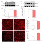 NFkB p65 Antibody in Western Blot (WB)