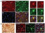 MHC Class II (I-A/I-E) Antibody in Immunocytochemistry (ICC/IF)