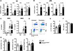 IFN gamma Antibody in ELISA (ELISA)