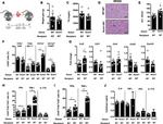 IFN gamma Antibody in ELISA (ELISA)