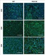 CD3e Antibody in Immunohistochemistry (IHC)