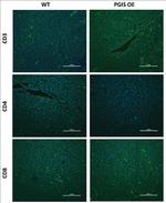 CD3e Antibody in Immunohistochemistry (IHC)