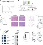 CD117 (c-Kit) Antibody in Flow Cytometry (Flow)