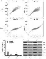 P-Glycoprotein Antibody in Western Blot (WB)