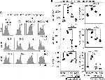 TNF alpha Antibody in Flow Cytometry (Flow)