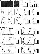 T-bet Antibody in Flow Cytometry (Flow)