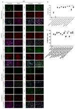 NGFR Antibody in Immunocytochemistry (ICC/IF)