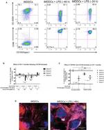 CD86 (B7-2) Antibody in Flow Cytometry (Flow)