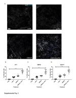 RIP3 Antibody in Immunocytochemistry (ICC/IF)