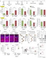 IL-17A Antibody in Flow Cytometry (Flow)