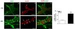 HuC/HuD Antibody in Immunohistochemistry (IHC)