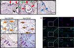 CX3CR1 Antibody in Immunohistochemistry (IHC)