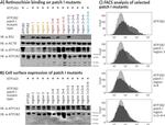 ATP1A3 Antibody in Western Blot (WB)