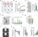 CD105 (Endoglin) Antibody in Flow Cytometry (Flow)