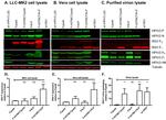 alpha Tubulin Antibody in Western Blot (WB)