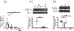 Phospho-HSL (Ser563) Antibody in Western Blot (WB)