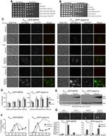 PGK1 Antibody in Western Blot (WB)