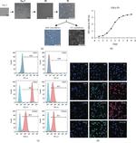 CD105 (Endoglin) Antibody in Flow Cytometry (Flow)